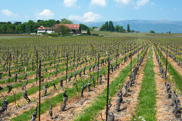 Fototapeta na wymiar Swiss farms and wineyards, Geneva canton