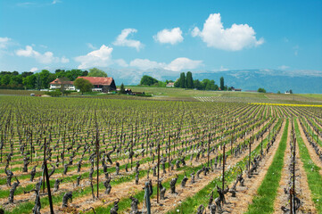 Swiss farms and wineyards, Geneva canton