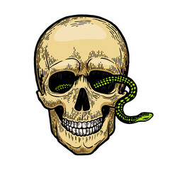 Snake in human skull color sketch engraving PNG illustration with transparent background
