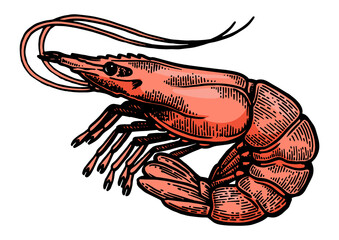 Shrimp sea animal sketch color engraving PNG illustration with transparent background