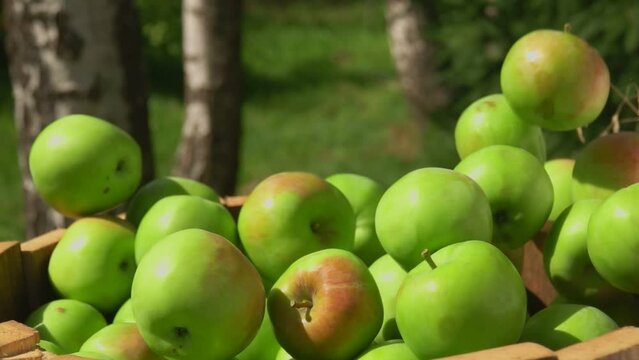 Ripe delicious green apples are falling into the wooden barell outdoors 