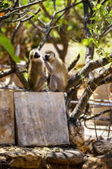 Two monkey 