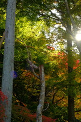 美しい日本の楓、紅葉の風景。