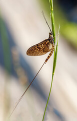 Mayfly, also known as shadflies or fishflies, sit on a leaf. Vertical view