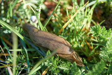 slug