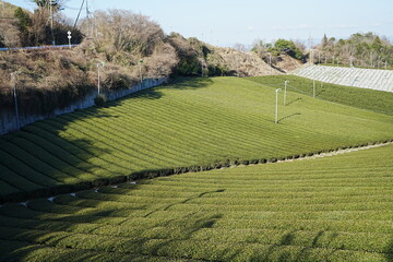  Green Tea leaf at Fields in Japan - 茶畑 茶葉 日本