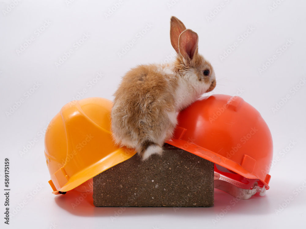 Wall mural builder's day, symbol of the year easter bunny in a construction helmet on a white background