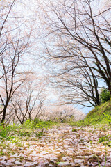 Obraz premium 桜並木と桜の絨毯