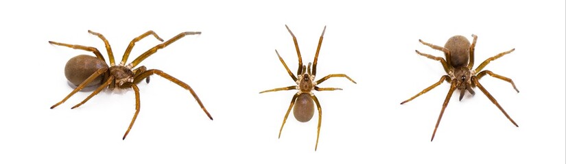 Southern House spider - Kukulcania hibernalis - three views isolated on white background with detail throughout