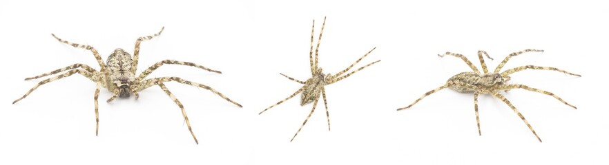 White Banded Fishing - Dolomedes albineus - three views isolated on white background.  one of eight species of fishing spider in North America north of Mexico