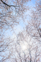 Fototapeta na wymiar 青空と満天の桜
