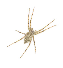 White Banded Fishing - Dolomedes albineus - top dorsal view isolated on white background.  one of eight species of fishing spider in North America north of Mexico