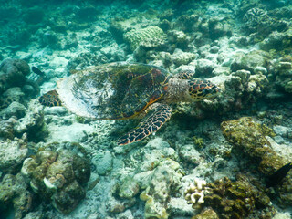Fototapeta na wymiar sea turtle in maldivian sea