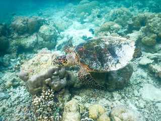 sea turtle in maldivian sea
