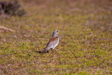 Obraz premium bird watching on the grass, Fieldfare, Turdus pilaris