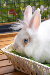 Easter Little Bunny In Basket With Decorated Eggs
