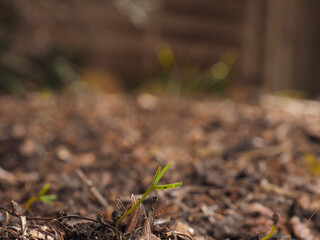 New life begins, the virgin forest of tomorrow emerges