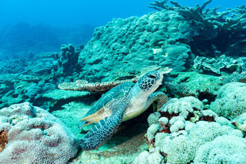 Obraz na płótnie Canvas 小笠原　サンゴ礁を泳ぐアオウミガメ