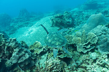 小笠原　サンゴ礁を泳ぐアオウミガメ