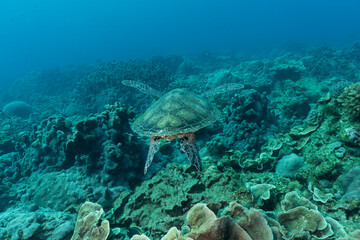 Naklejka na ściany i meble 小笠原　サンゴ礁を泳ぐアオウミガメ