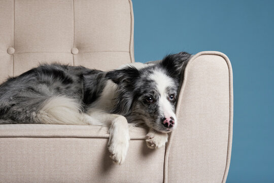 dog on a beige chair. Cute Border Collie merle on a blue background. obedient pet at home