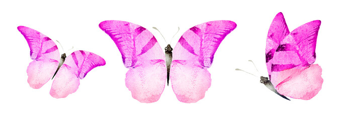 Color watercolor butterfly , isolated on the white background