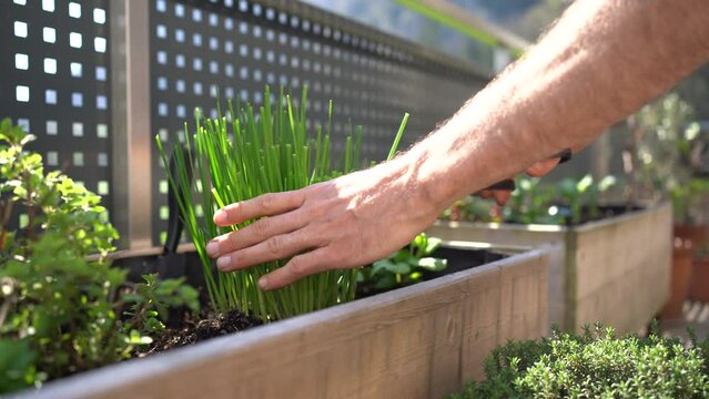 cutting chives from a herbal bed on a balcony garden