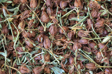 Dried St. johns wort herb background, top view, Hypericum perforatum, macro texture.