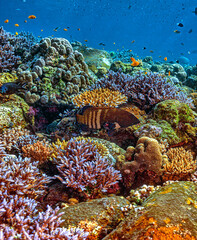 Naklejka na ściany i meble Coral reef South Pacific,bali