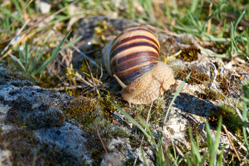 snail on the ground