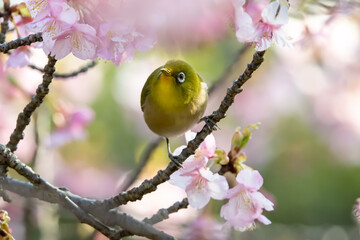 早春の綺麗な河津桜を飛びり蜜を吸うメジロ