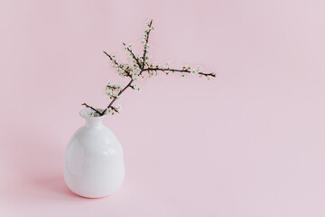 Beautiful blossom branches in a white vase on a pink pastel background. Spring minimalistic concept.