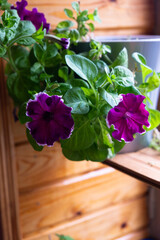 A pot of petunia beautiful flowers is on the windowsill.  Summer mood.