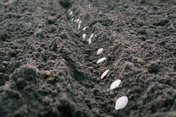 Planting pumpkin seeds in fresh dark soil. Closeup. Preparation for garden season in early spring.