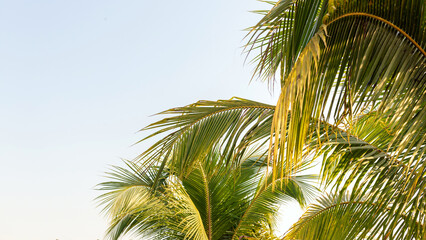 Background of Palm trees against the blue sky, Palm trees, and coconut trees, summer concept