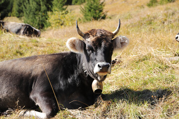 A cow on a pasture in the Alps