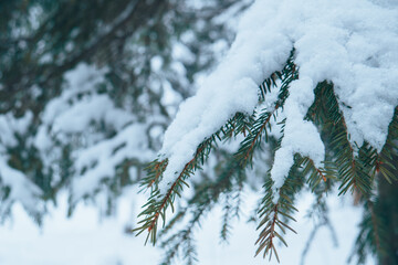 A branch of a coniferous tree in a winter forest.