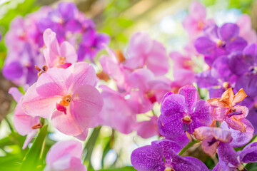 Fototapeta na wymiar Closeup of orchids at orchid show at the Botanical Garden in the Spring.