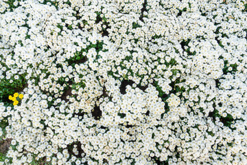 The White chrysanthemum flowers in garden.