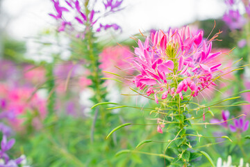 The Cleome Hassleriana commonly known as Spider flower, Spider plant, Pink Queen, or Grandfather's Whiskers, in the garden.