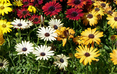 close-up colorful spring flowers detail. Beauty nature background