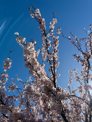 Cherry blossom on trees in springtime in Egerton Park, Bexhill, East Sussex, England