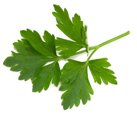 Parsley leaf isolated on white background for quick selection. Full flavor.