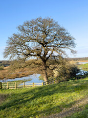 Great oak tree in Combe Valley, East Sussex, England