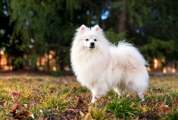A beautiful dog of the Japanese Spitz breed. A white dog stands on a background of blurred green trees and grass. He is ten months old. The photo is blurred - Powered by Adobe