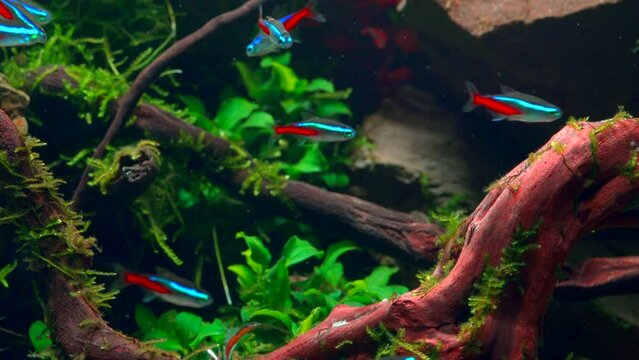 School of neon tetra fish in tropical aquascape. Planted aquarium with big branched roots and Frodo stones. 4k footage
