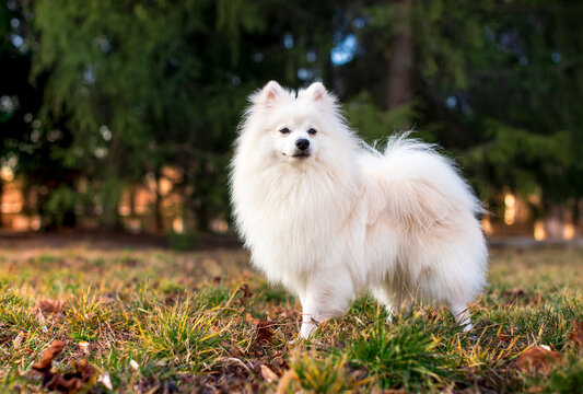 A beautiful dog of the Japanese Spitz breed. A white dog stands on a background of blurred green trees and grass. He is ten months old. The photo is blurred