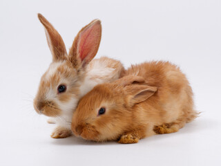 pair of young red rabbits on a white background