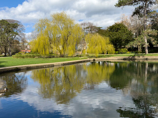 Fototapeta na wymiar Willow trees in springtime in Alexandra Park, Hastings, East Sussex, England