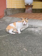 a stray cat is sitting on the front porch of his house, looking comfortable and relaxed